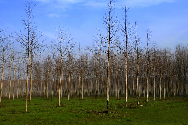 Poplar grove in winter