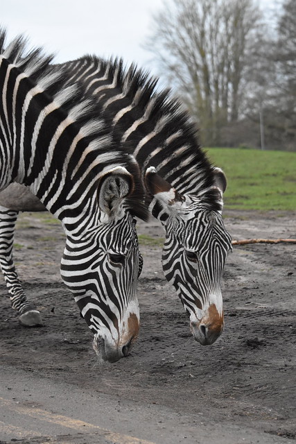Two Plains Zebra
