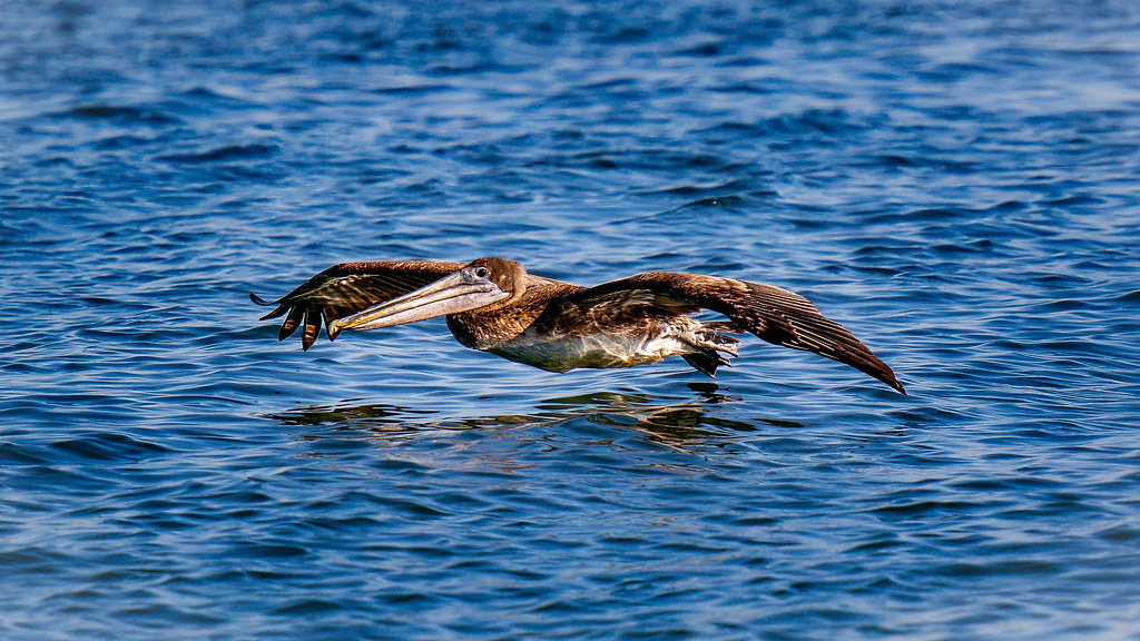 Gliding Brown Pelican