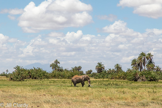 Big Tusker Tim in Amboseli National Park, Kenya