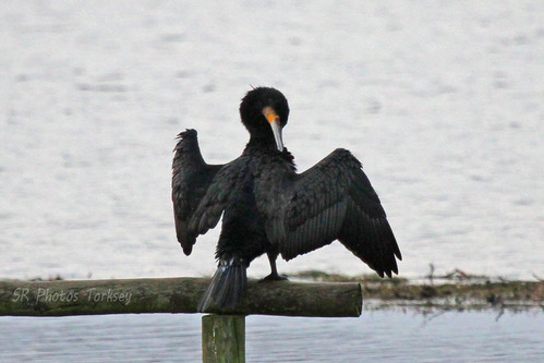 Local Wildlife | by SR Photos Torksey