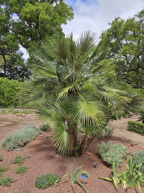 European Fan Palm (CHAMAEROPS HUMILIS),  Adelaide Botanic Garden.