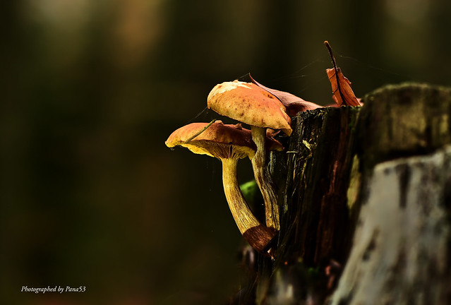 Pilze - Mushroom - Am Totholz (2)