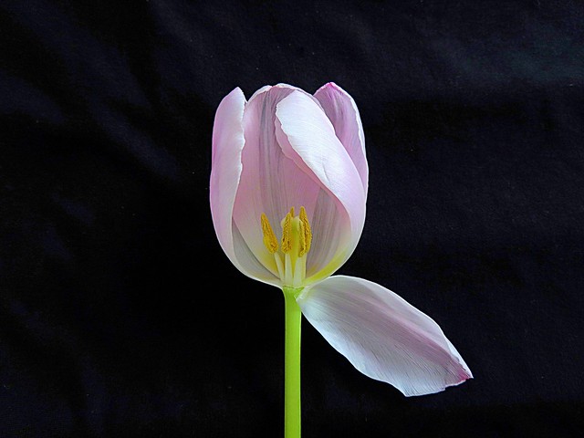*Tulip*