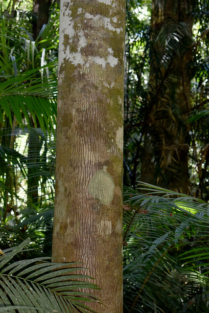 Brachychiton acerifolius, Barron Gorge National Park, near Cairns, QLD, 10/12/24