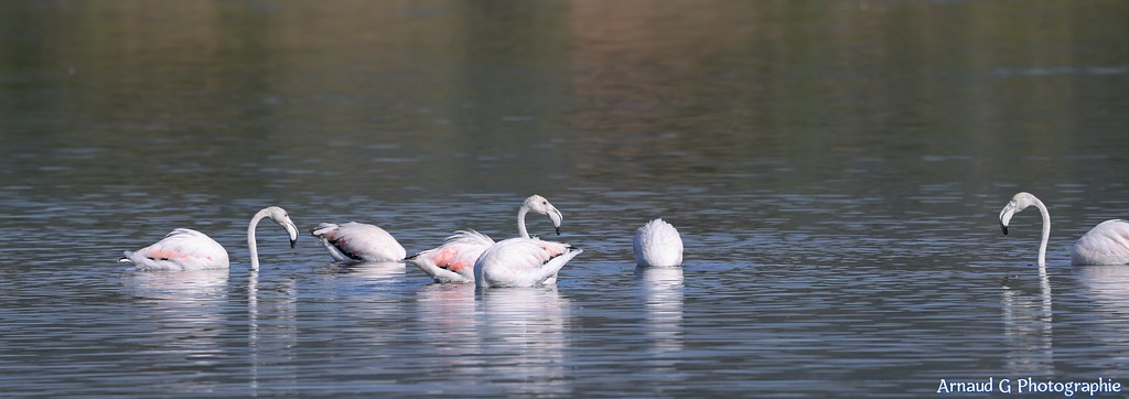 A Bages, Peyriac de Mer , sur les étangs, on peut voir ces magnifiques oiseaux  que sont les flamants roses