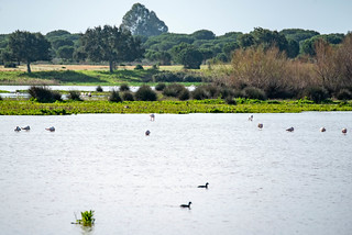 Lagune mit Flamingos bei El Rocío
