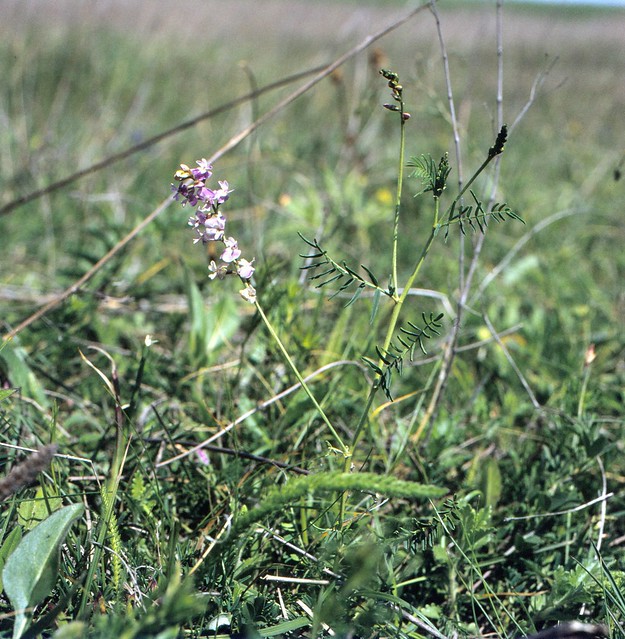 Astragalus austriacus L. Österreicher Tragant Austrian Milk-Vetch