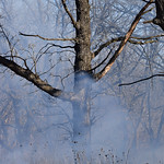 Savanna Burn Stewart County Park, Mount Horeb, Wisconsin