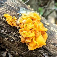 Cool slime mold i saw on a hike.