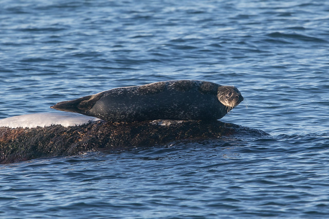 Harbor Seal at Skeie S24A1018