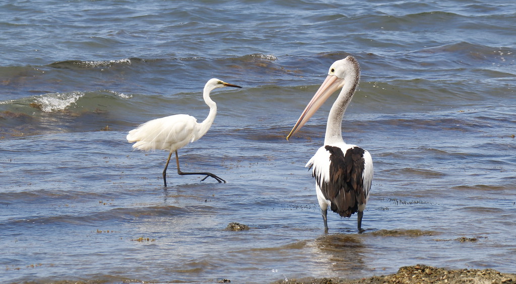 A COUPLE OF LOCALS AT SHINGLE SPLITERS PT - LAKE MACQUARIE