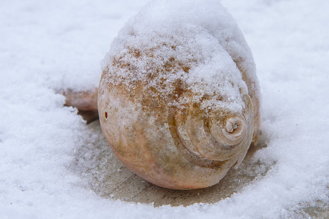 Winter Conch