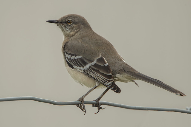 Northern Mockingbird