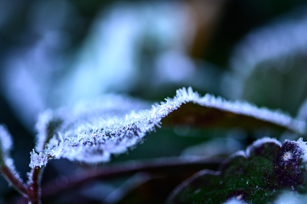 霜の朝に #3ーSparkling frosty morning #3