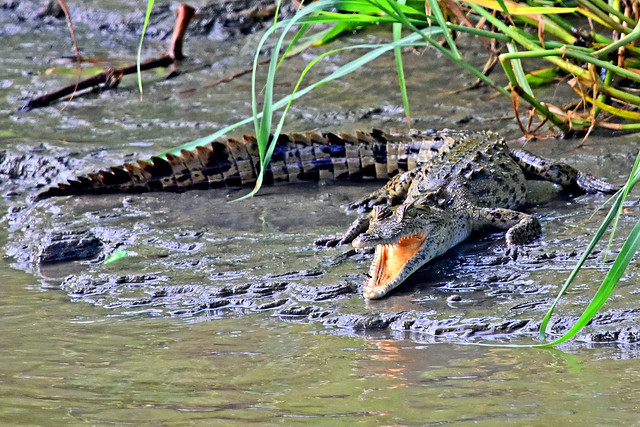 young crocodile