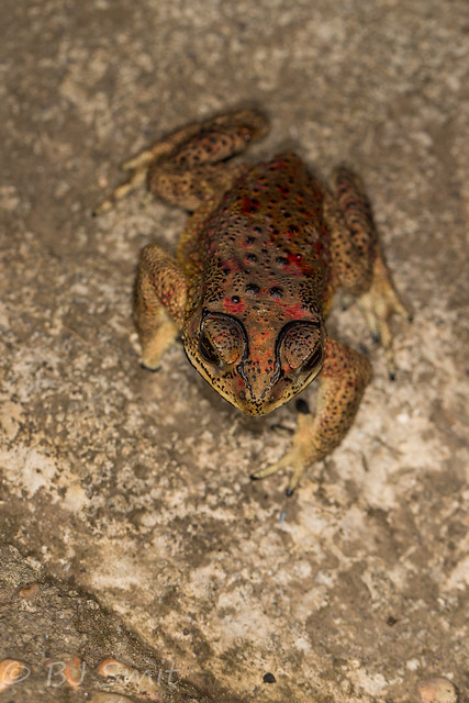 Black-spined Toad (Duttaphrynus melanostictus)