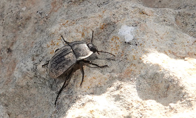 Tortoise Darkling Beetle (Alphasida grossa melitana) ©