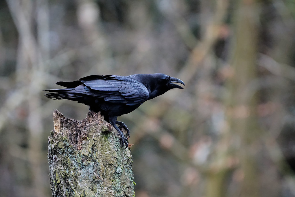 Common raven on a stump (Corvus corax) [Kolkrabe]