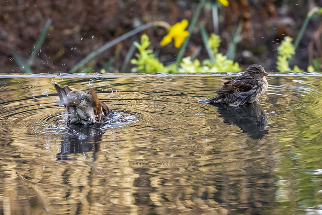 House Sparrows having a bath