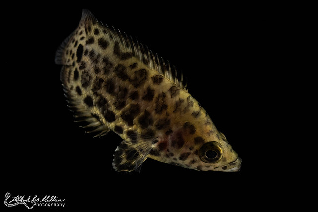 Ctenopoma acutirostre (Leopard Bush Fish) (Captive)