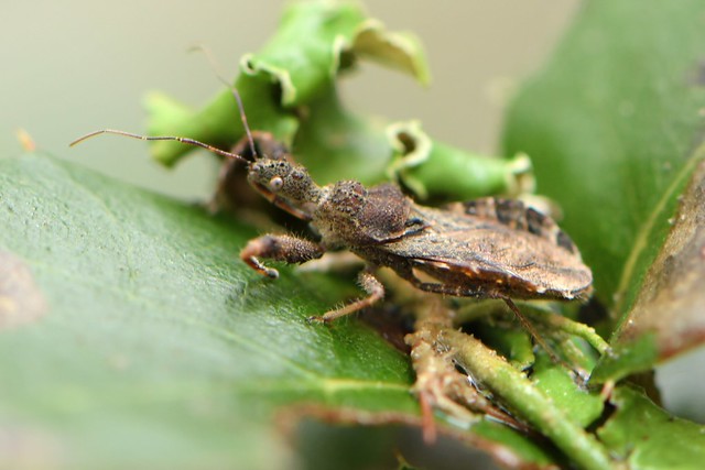 Spiny Assassin Bug on a leaf of Coast Live Oak
