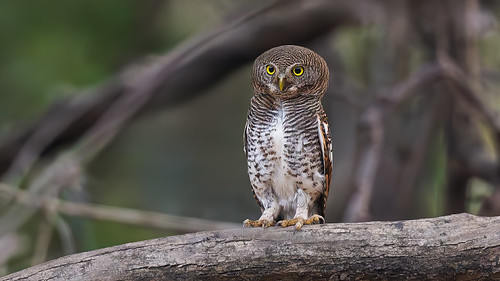 A Jungle Owlet active during sunset by Hari K Patibanda, A common resident Owlet found in forests across the country. They can be often heard during morning 