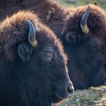 American buffalo 