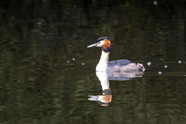GREAT CRESTED GREBE2