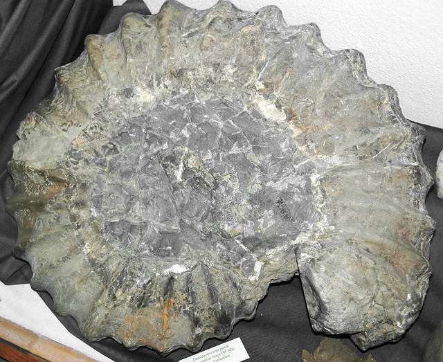 Dunveganoceras pondi (fossil ammonite) (Frontier Formation, Upper Cretaceous; Wyoming, USA) 1