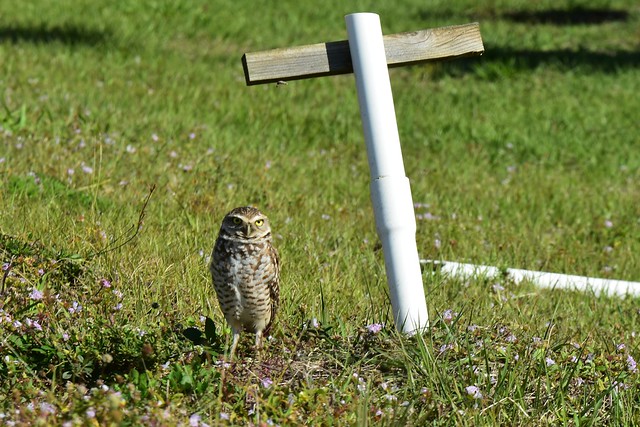 Burrowing Owls in Cape Coral, FL