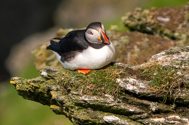 Have a break - have a puffin!