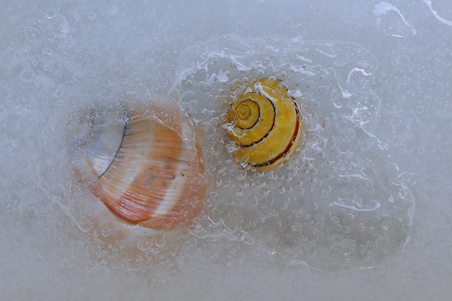 Frozen snail