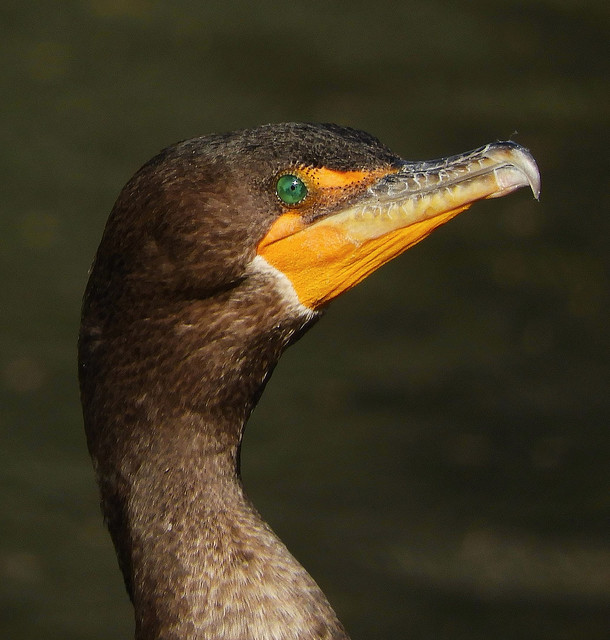 Double-Crested Cormorant at the Arboretum