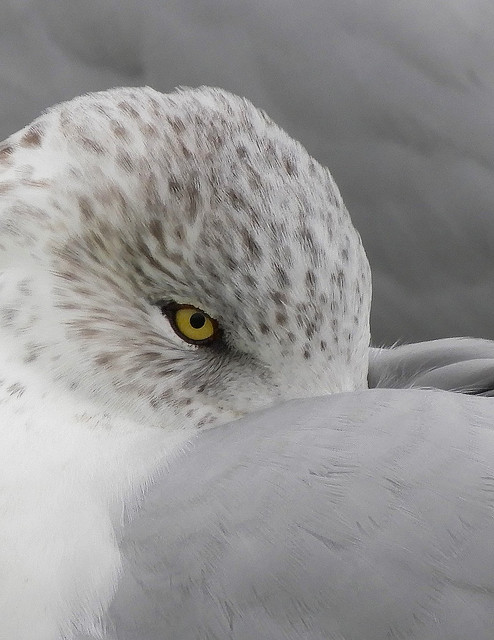 Natural Abstract:  Ring-Billed Gull