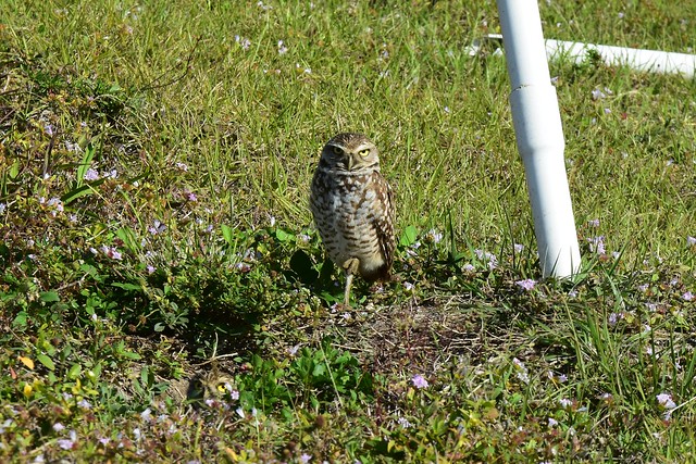 Burrowing Owls in Cape Coral, FL