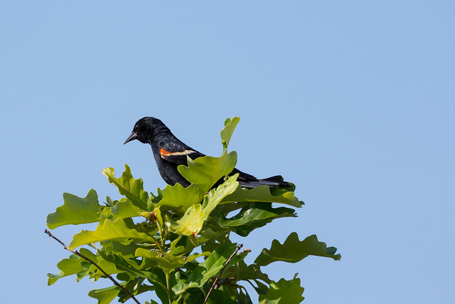 Red-winged Blackbird in Treetop