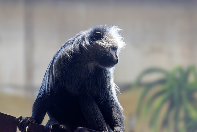 West-Afrikaanse franjeaap (Colobus polykomos) || Ouwehands Dierenpark