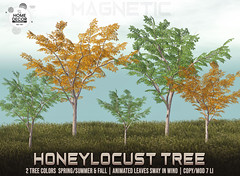 Magnetic - Honeylocust Tree