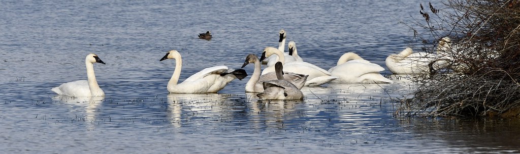 Trumpeter Swan gathering…
