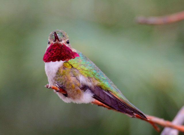 Broad-tailed Hummingbird, Male (Selasphorous platycercus); Santa Fe National Forest, NM, Thompson Ridge [Lou Feltz]