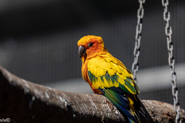 On a sunny winter morning, a pretty Conure parrot contemplates. Despite being large for parakeets, conures are lightly built with long tails and small (but strong) beaks. Uncropped image
