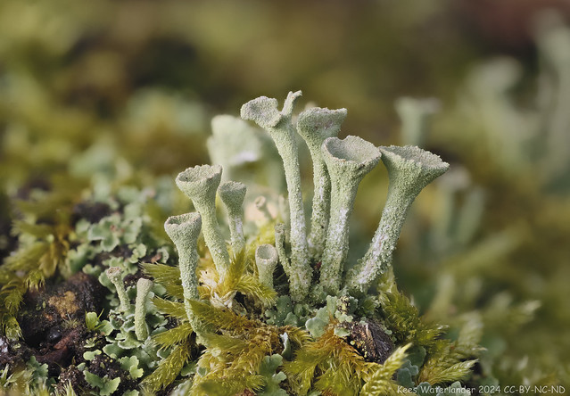 Cup lichen / Bekermos
