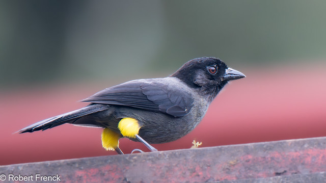 Yellow-thighed finch