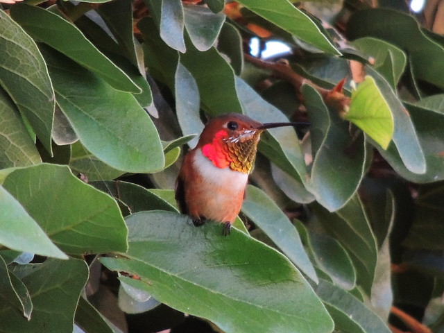 Hummingbird observing its feeder