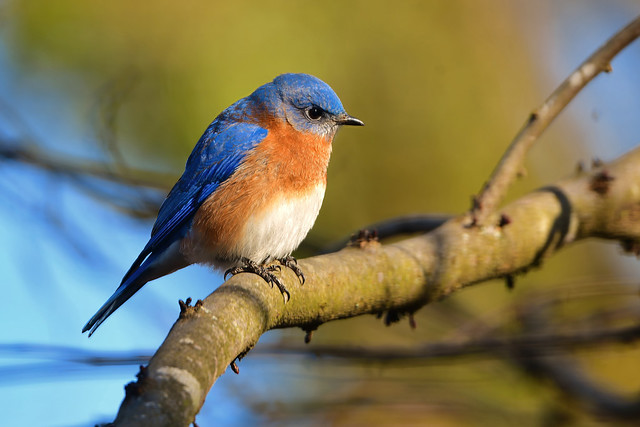 Eastern Bluebird