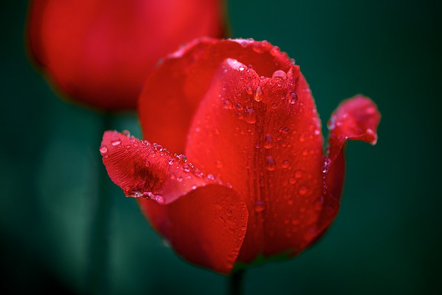 Tulip in the Rain