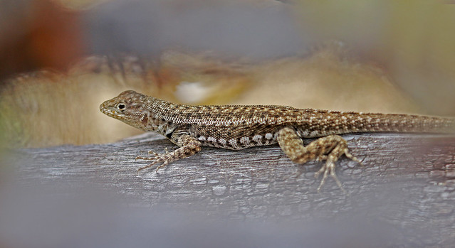 Galapagos Lava Lizard - Microlophus grayi (NOTE - This particular species is mainly found on Floreana Island and is an Endemic species.