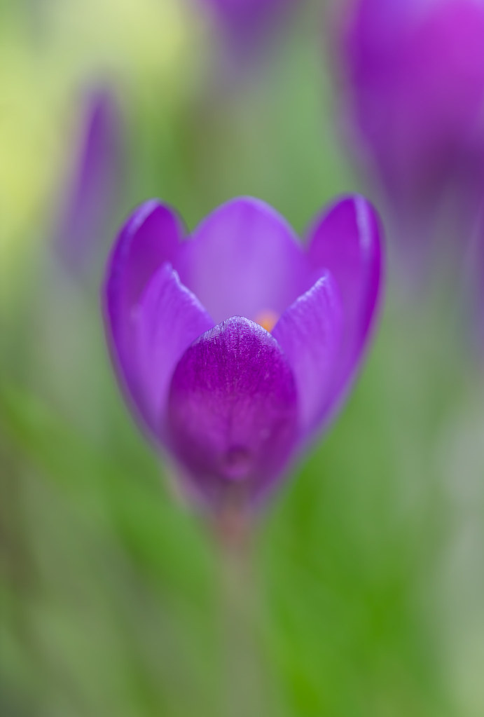 Crocus flower