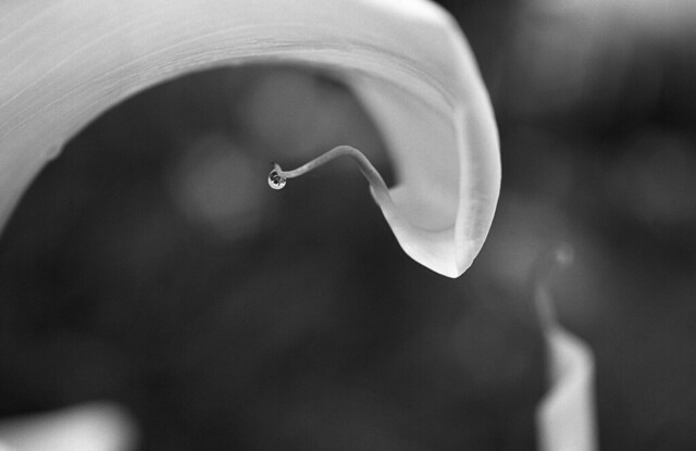 cala lily with dew drop